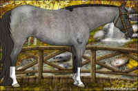 Horse Color:Liver Red Roan 
