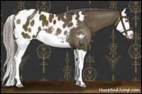 Horse Color:Chocolate Palomino Splash Appaloosa 