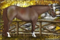 Horse Color:Liver Chestnut 