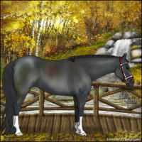 Horse Color:Black 