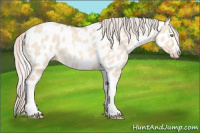 Horse Color:Silver Amber Champagne Roan Dun Splash Tobiano Frame Appaloosa Rabicano 