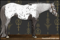 Horse Color:Smoky Black Appaloosa 