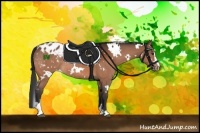 Horse Color:White Spotted Brown Sabino Appaloosa Rabicano 