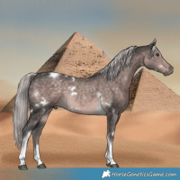 Horse Color:Platinum White Spotted Chocolate Palomino Tobiano 