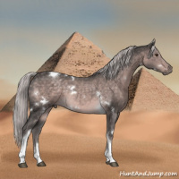 Horse Color:Platinum White Spotted Chocolate Palomino Tobiano 