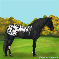 Horse Color:Midnight Blue Roan Appaloosa