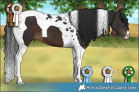 Horse Color:Brown Tobiano 