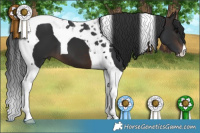 Horse Color:Brown Tobiano 