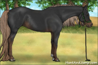 Horse Color:Liver Chestnut Rabicano 