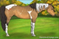 Horse Color:Buckskin Tobiano 