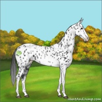 Horse Color:White Spotted Black Splash Tobiano Frame Appaloosa 