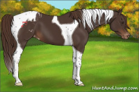 Horse Color:Liver Chestnut Tobiano Appaloosa 