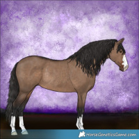 Horse Color:Liver Red Dun Rabicano 