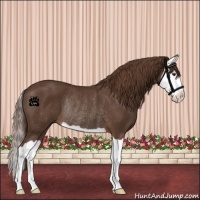 Horse Color:Liver Chestnut Splash Rabicano 
