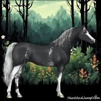 Horse Color:White Spotted Silver Black Chinchilla 