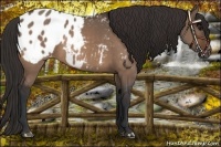 Horse Color:Bay Dun Appaloosa 
