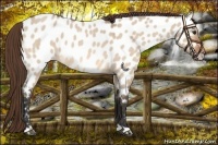 Horse Color:Bay Roan Dun Appaloosa