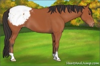 Horse Color:Bay Appaloosa 