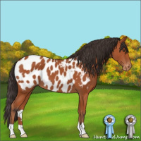 Horse Color:Bay Appaloosa 