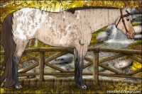 Horse Color:Bay Dun Blanket  and Bay Dun Blanket Rabicano 