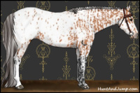 Horse Color:Bay Appaloosa and Gray Bay Appaloosa