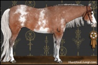 Horse Color:White Spotted Silver Bay Splash Appaloosa 