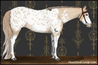 Horse Color:Red Dun Roan Splash Frame Appaloosa Rabicano 