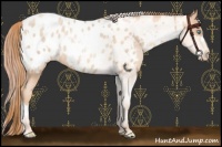 Horse Color:Gold Champagne Pearl Blanket Rabicano  and Classic Champagne Pearl Blanket Rabicano 
