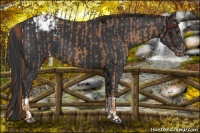 Horse Color:Chestnut Appaloosa  and Black Appaloosa 
