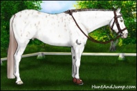 Horse Color:Amber Champagne Dun Sabino Tobiano Appaloosa  and Amber Champagne Dun Sabino Appaloosa 