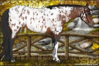 Horse Color:Bay Near Leopard  and Bay Near Fewspot 