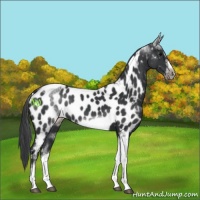 Horse Color:White Spotted Black Splash Tobiano Frame Appaloosa