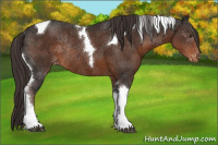 Horse Color:Liver Chestnut Tobiano Appaloosa Rabicano 