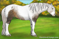 Horse Color:Chocolate Palomino Sabino Splash Tobiano Appaloosa Rabicano 