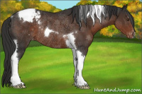 Horse Color:Liver Chestnut Sabino Tobiano Appaloosa Rabicano 