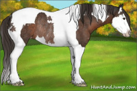 Horse Color:Liver Chestnut Sabino Splash Tobiano Appaloosa Rabicano 