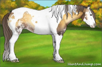 Horse Color:White Spotted Chocolate Palomino Onyx Splash Tobiano Rabicano 