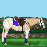 Horse Color:Palomino Roan Splash Appaloosa 