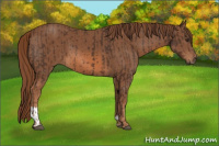Horse Color:Liver Chestnut and Chestnut