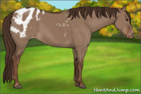 Horse Color:Liver Red Dun Appaloosa Rabicano 