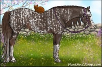 Horse Color:Liver Chestnut Sabino Splash Appaloosa  and Liver Chestnut Sabino Splash Rabicano 