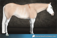 Horse Color:Silver Sable Champagne Dun Splash Rabicano 