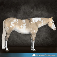 Horse Color:White Spotted Silver Buckskin Dun Sabino Splash Rabicano 