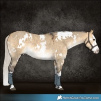 Horse Color:White Spotted Silver Buckskin Dun Sabino Splash Rabicano 