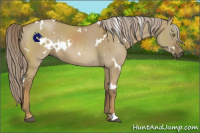 Horse Color:White Spotted Chocolate Palomino Dun Mushroom Rabicano 