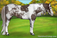 Horse Color:Liver Chestnut Splash Tobiano 