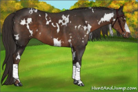 Horse Color:White Spotted Liver Chestnut 