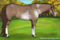 Horse Color:White Spotted Liver Red Dun