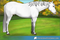 Horse Color:White Spotted Liver Chestnut Appaloosa 