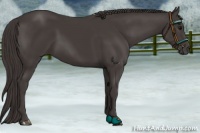 Horse Color:Smoky Black